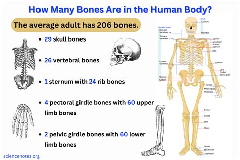 how many bone books are there and is there a limit to the number of bones we can write about?